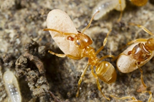 Yellow Meadow Ant (Lasius flavus) adult workers, moving cocooned pupae in nest, Powys, Wales, August