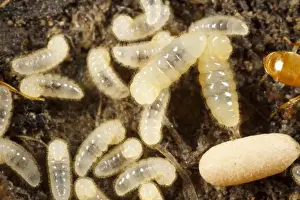 Yellow Meadow Ant (Lasius flavus) larvae and cocooned pupae in nest, Powys, Wales, August