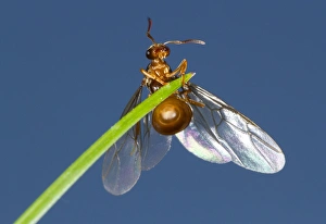 Yellow Meadow Ant (Lasius flavus) winged queeen, about to take flight from grass leaf, Powys, Wales, August