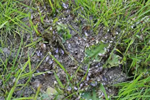 Emerge Prints: Yellow Meadow Ant (Lasius flavus) workers and winged adults
