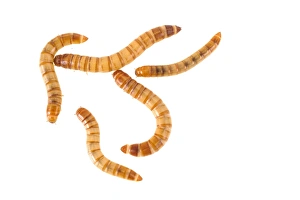 Cutout Prints: Yellow Mealworm Beetle (Tenebrio molitor) larvae