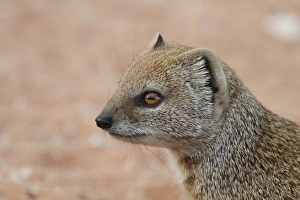 Yellow Mongoose (Cynictis penicillata) adult, close-up of head, Kalahari Gemsbok N. P. Kgalagadi Transfrontier Park, South Africa