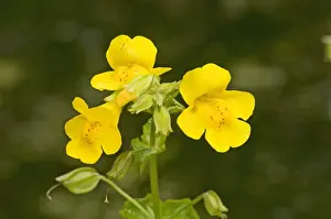Scrophulariaceae Prints: Yellow Monkeyflower (Mimulus guttatus) introduced species