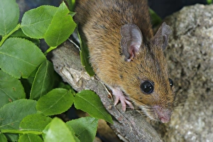 July Prints: Yellow-necked Mouse (Apodemus flavicollis) adult