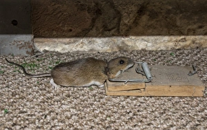 : Yellow necked mouse caught in mouse trap