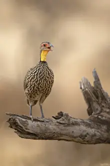 Gamebird Prints: Yellow-necked Spurfowl (Pternistis leucoscepus) adult
