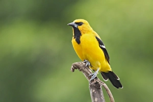Trinidad And Tobago Prints: Yellow Oriole (Icterus nigrogularis) adult
