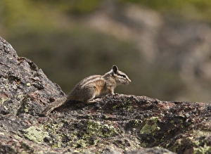 Californian Prints: Yellow-pine Chipmunk (Tamias amoenus) adult