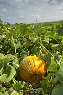 Yellow Prints: Yellow Pumpkin (Cucurbita sp. ) fruit