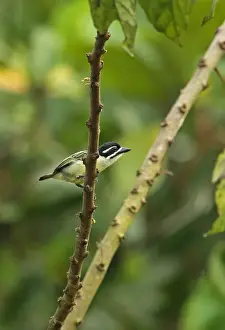 Barbet Prints: Yellow-rumped Tinkerbird (Pogoniulus bilineatus leucolaimus) adult