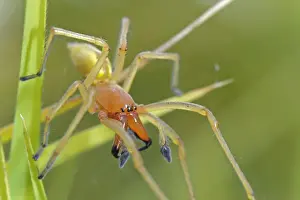 Protects Prints: Yellow Sac Spider (Cheiracanthium punctorium) adult male, defending nest, Italy
