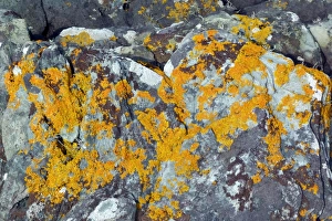 Yellow Prints: yellow scales, a colourful coastal lichen