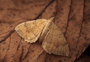 Geometrid Prints: Yellow Shell (Camptogramma bilineata) adult