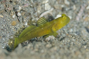Indopacific Prints: Yellow Shrimpgoby (Cryptocentrus cinctus) adult