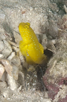 Gobies Prints: Yellow Shrimpgoby (Cryptocentrus cinctus) adult