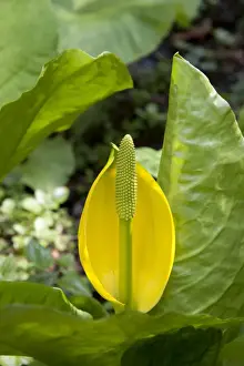 Yellow Skunk Cabbage (Lysichiton americanum) flowering, Ardkinglas Woodland Garden, Cairndow, Argyll, Scotland, april