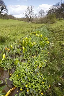 Yellow Skunk Cabbage (Lysichiton americanum) introduced naturalized species