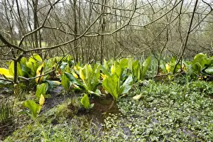 Yellow Skunk Cabbage (Lysichiton americanum) introduced naturalized species, flowering
