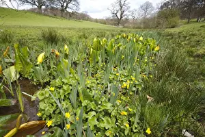 Yellow Skunk Cabbage (Lysichiton americanum) introduced naturalized species