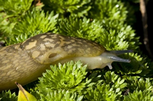 Gastropod Prints: Yellow Slug (Limax flavus) adult