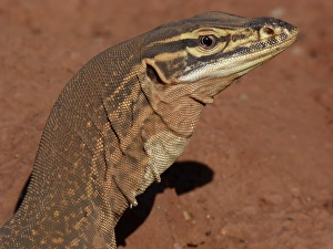 Yellow-spotted Monitor (Varanus panoptes) adult, close-up of head, Western Australia, Australia