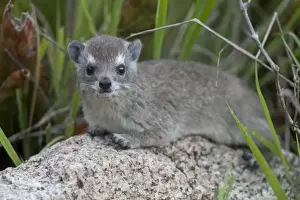 Yellow-spotted Rock Hyrax (Heterohyrax brucei) young, resting on rock, Serengeti N. P. Tanzania, november