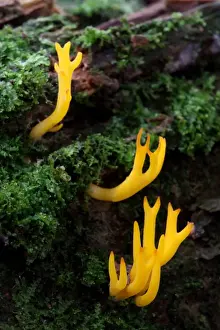 Yellow Stagshorn Fungus (Calocera viscosa) fruiting bodies, growing on dead wood, Leicestershire, England, september