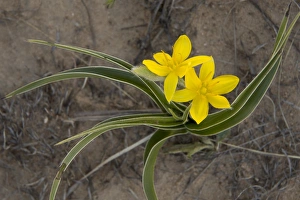 South Africa Prints: Yellow Star-flower (Hypoxis iridifolia) flowering, Golden Gate Highlands N. P