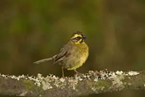 Yellow-striped Brush-finch (Atlapetes citrinellus) adult, perched on branch in yungas forest, Tafi del Valle, Tucuman, Argentina