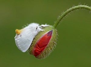 Buds Prints: Yellow-tail Moth (Euproctis similis) adult male