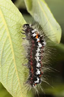 Willow Prints: Yellow-tail Moth (Euproctis similis) fully-grown larva