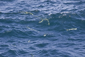 Galapagos Prints: Yellow-tailed Mullet (Mugil rammelsbergii) shoal
