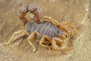 Karoo Prints: Yellow Thick-tailed Scorpion (Parabuthus mossambicensis) adult