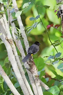 Costa Rican Prints: Yellow-thighed Finch (Pselliophorus tibialis) adult