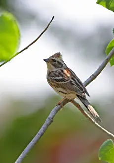 Bunting Prints: Yellow-throated Bunting (Emberiza elegans elegans) adult female