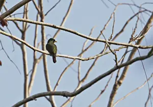 Cuckoos Prints: Yellow-throated Cuckoo (Chrysococcyx flavigularis) adult male