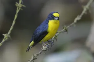 Fence Prints: Yellow-throated Euphonia (Euphonia hirundinacea) adult male