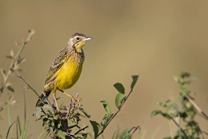 Mara Prints: Yellow-throated Longclaw (Macronyx croceus) adult
