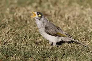 Begging Prints: Yellow-throated Miner (Manorina flavigula) juvenile