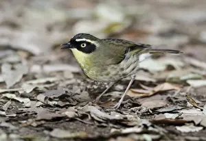Floor Prints: Yellow-throated Scrubwren (Sericornis citreogularis) adult