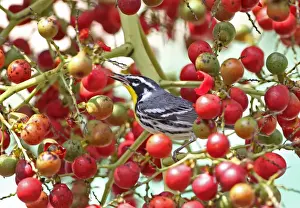 Yellow-throated Warbler (Setophaga dominica) adult, feeding in fruiting tree, Cayo Coco, Jardines del Rey