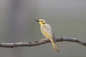 Meliphagidae Prints: Yellow-tinted Honeyeater (Lichenostomus flavescens) adult