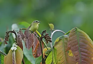 Tyrant Flycatcher Prints: Yellow Tyrannulet (Capsiempis flaveola semiflava) adult