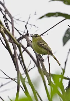 Yellow Tyrannulet (Capsiempis flaveola semiflava) adult, perched on twig, Rio Indio, Panama, October