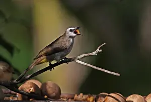 Birdtables Prints: Yellow-vented Bulbul (Pycnonotus goiavier personatus) adult