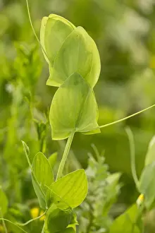 Rumania Prints: Yellow Vetchling (Lathyrus aphaca) close-up of stipules and tendrils, Romania, June