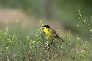 Yellow Prints: Yellow Wagtail Male, Balkan race (Feldegg) - Bulgaria