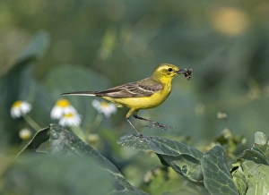 Collected Prints: Yellow Wagtail (Motacilla flava) adult male