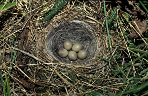 Wagtails Prints: Yellow Wagtail (Motacilla flava) five eggs in nest