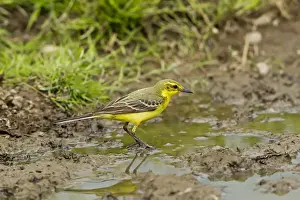 Warwickshire Prints: Yellow Wagtail (Motacilla flava flavissima) adult male